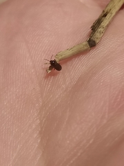 Plinthisus woodwardi