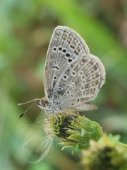 Pseudozizeeria maha okinawana