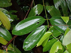Cinnamomum iners