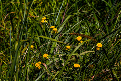 Helichrysum decorum