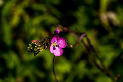 Heliophila rigidiuscula