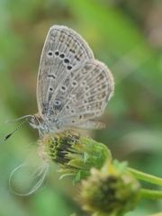 Pseudozizeeria maha okinawana