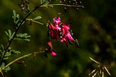 Indigofera tristis