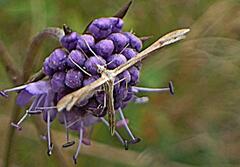 Stenoptilia bipunctidactyla