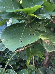 Pachyrhynchus yamianus