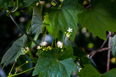 Zehneria scabra