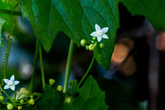 Zehneria scabra