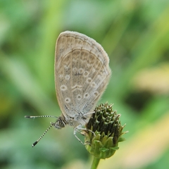 Pseudozizeeria maha okinawana