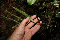Atalaya multiflora