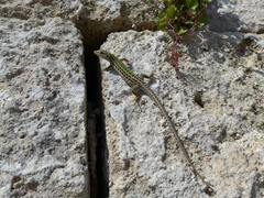 Podarcis siculus