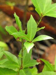 Tapeinosperma pauciflorum