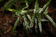 Atalaya multiflora