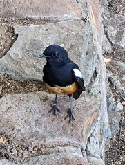 Thamnolaea cinnamomeiventris