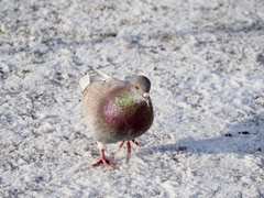 Columba livia domestica