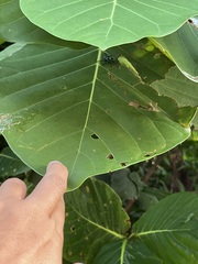 Pachyrhynchus yamianus