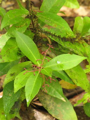 Tapeinosperma pauciflorum