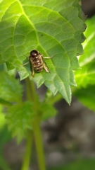 Acroceridae