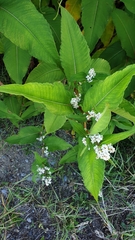 Koenigia polystachya