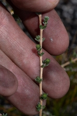 Aspalathus intervallaris