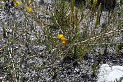 Aspalathus intervallaris