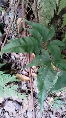 Tectaria subtriphylla