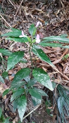 Dicliptera tinctoria