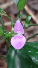 Dicliptera tinctoria