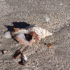 Pterochelus triformis