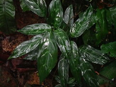 Aglaonema