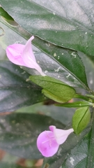 Dicliptera tinctoria