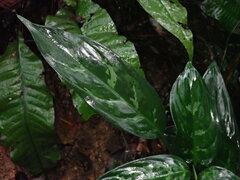 Aglaonema