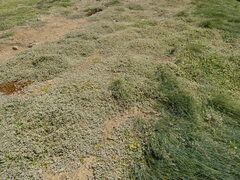 Atriplex buchananii