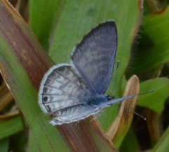 Leptotes