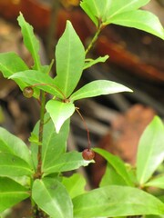 Tapeinosperma pauciflorum