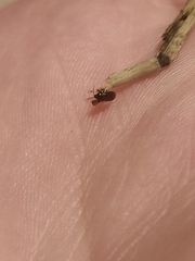 Plinthisus woodwardi