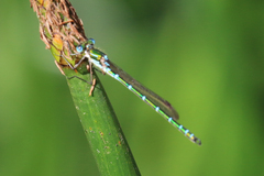 Austrolestes cingulatus