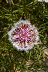 Serruria phylicoides