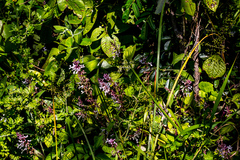 Plectranthus ciliatus