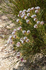 Serruria phylicoides