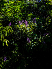 Plectranthus ecklonii