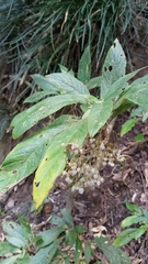 Rhynchotechum discolor