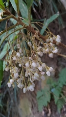 Rhynchotechum discolor