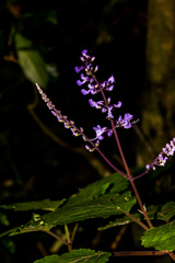 Plectranthus ecklonii