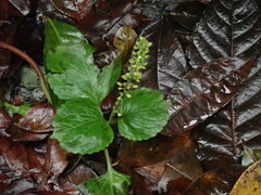 Coleus monostachyus