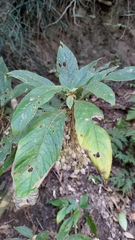 Rhynchotechum discolor