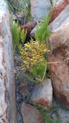 Notobubon ferulaceum