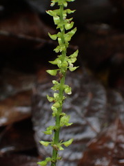 Coleus monostachyus