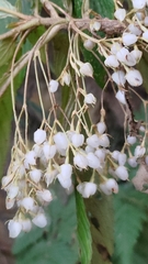 Rhynchotechum discolor