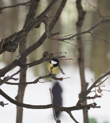 Parus major