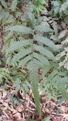 Christella ensifera